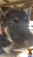 german shepherd puppy posted by Nor-Tex Kennels